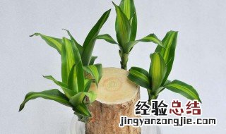 水培巴西木可以一直水培吗 巴西木可以水培吗