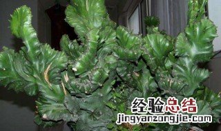 麒麟植物怎么养 麒麟植物怎么养长得快