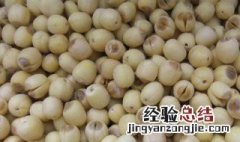 新鲜莲子冷冻需要剥壳吗 莲子放冷冻还是冷藏