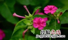 地雷花的种植方法和注意事项 地雷花种植步骤和养护