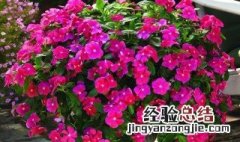 长春花怎么养能开花快 长春花怎么养能开花