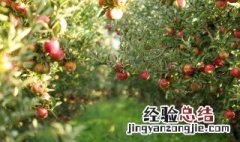 盆栽苹果树怎么过冬 盆栽苹果树怎么过冬视频