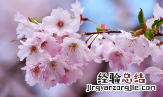 樱花怎么养 日本樱花怎么养