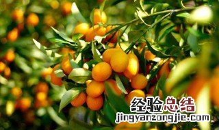 金桔移栽注意事项有哪些 金桔移栽注意事项有哪些问题