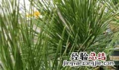 黑松的养殖方法和注意事项 养殖黑松的步骤