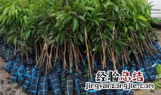 荔枝嫁接方法 荔枝怎么嫁接