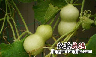 葫芦的寓意和摆放 摆件葫芦的寓意是什么