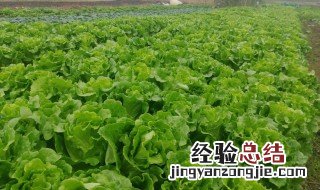 生菜露地栽培技术注意什么问题 生菜露地栽培技术注意什么