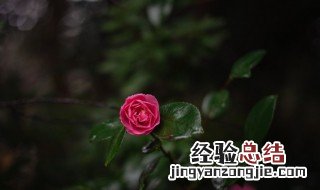 复合肥兑水好还是埋土好果树 复合肥兑水好还是埋土好