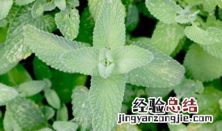 猫薄荷怎么养殖 猫薄荷怎么养