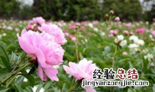 芍药的种植方法及管理 芍药的种植方法介绍