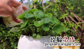 铜钱草的正确养法 铜钱草怎么养法
