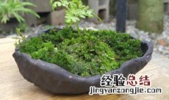 怎样养盆花 怎么养花盆植物