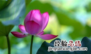 莲花是什么时候开的? 莲花是什么时间开的