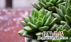 多肉植物玉露怎么养才养得又大又肥 多肉植物玉露怎么养