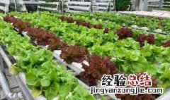 生菜的家庭种植方法和时间 生菜种植时间和方法是什么