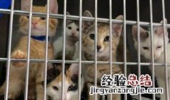 什么是后院猫 后院猫如何辨别