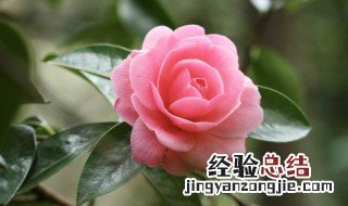 竹制花器 竹器创意花艺怎么做