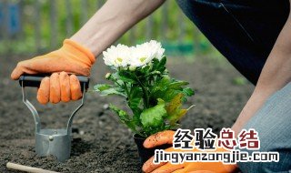 种花养花易学技巧 种花养花易学技巧有哪些