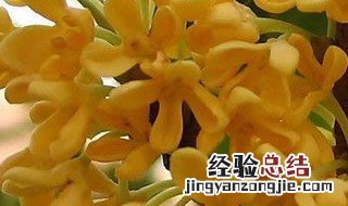 桂花月季花是什么季节开的 桂花月季的养殖方法和注意事项