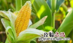 怎么辨别玉米是不是转基因 转基因水果一览表