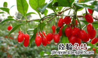 枸杞树怎么种植方法 枸杞树怎样种植比较好