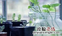 水培植物哪些比较好养 最好养殖的十大水培植物