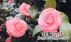 盆栽绿植废弃物属于什么垃圾分类 盆栽绿植废弃物属于什么垃圾