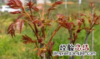 香椿的种植时间和方法 问下香椿的种植时间以及管理方法