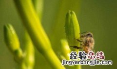 蜜蜂的品格和精神作文 蜜蜂的品格和精神