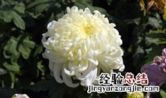 9月9日重阳节送花图片 九月九重阳节送什么花