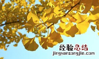 树叶属于垃圾吗 废弃树叶属于什么垃圾