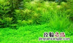 鱼缸水草怎么养 如何正确在鱼缸养水草