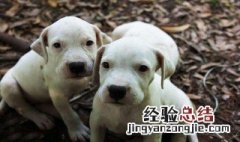 杜高犬的缺点有哪些 杜高犬不纯有什么缺点