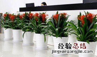 新店开业送什么盆栽植物比较好 新店开业送什么盆栽植物比较好呢