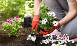 土培植物营养液怎么用 土培植物营养液怎么用的