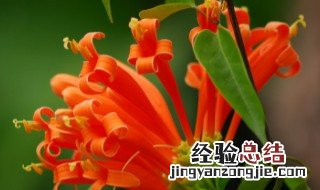 炮仗花怎么施肥 炮仗花施肥过多症状