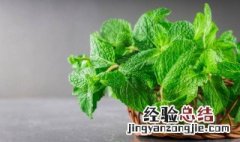 薄荷可以水培吗 薄荷可以水培吗在室内鱼缸