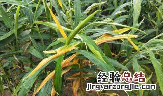 种植生姜叶子发黄怎么办 种植生姜发现叶片发黄怎么办