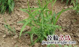 柴胡种植时间什么时候最合适 柴胡啥时间种植