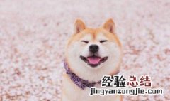 柴犬为什么不能撒手上 柴犬为什么不能撒手