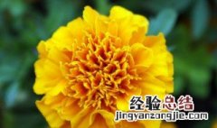 代表友谊的花送什么 代表友谊的花是什么