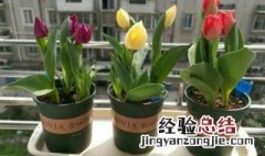 郁金香种球什么时候种植最好 郁金香种球适合那个季节种植