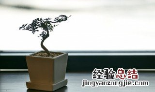 家里明财位放什么植物好 家中明财位放什么植物好