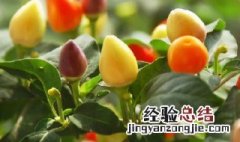 五彩辣椒种植技术与管理 五彩辣椒怎么种植方法