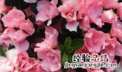 杜鹃花的养法视频 杜鹃花的养法