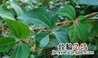 山乌龟红藤和血藤的区别及养护注意事项 山乌龟红藤和血藤的区别