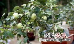 盆栽苹果树用什么土壤好看 盆栽苹果树用什么土壤好