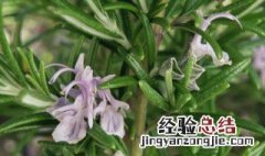 迷迭香的种植方法和时间 迷迭香要怎么种植