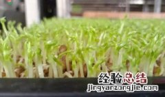 碗豆牙苗菜怎么种植 豌豆牙苗菜的种植方法